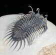 Amazing Spiny Comura Trilobite - #9469-3